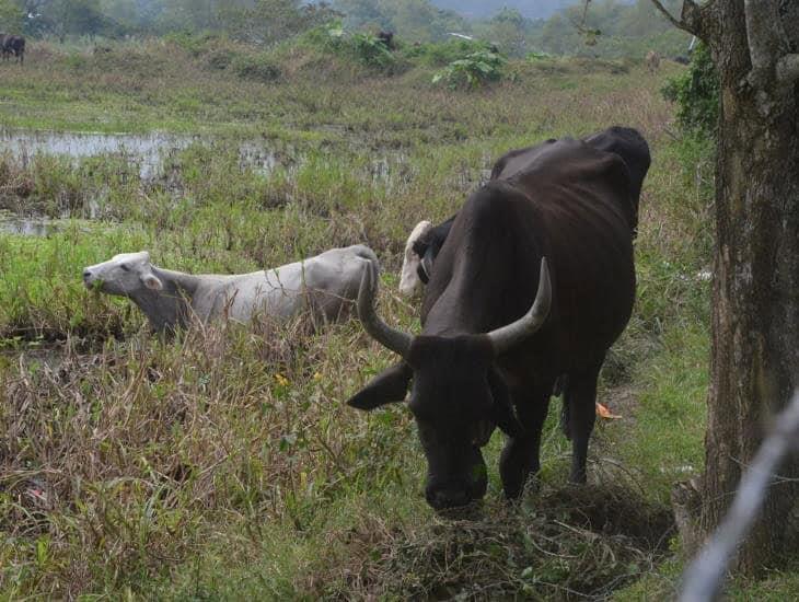 Autorizan en Las Choapas movilización de ganado sin guía hacia zonas altas por inundaciones