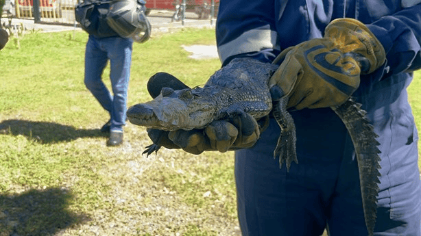 ¿Vives cerca de la laguna? Cómo proteger a tus mascotas de los cocodrilos en Veracruz