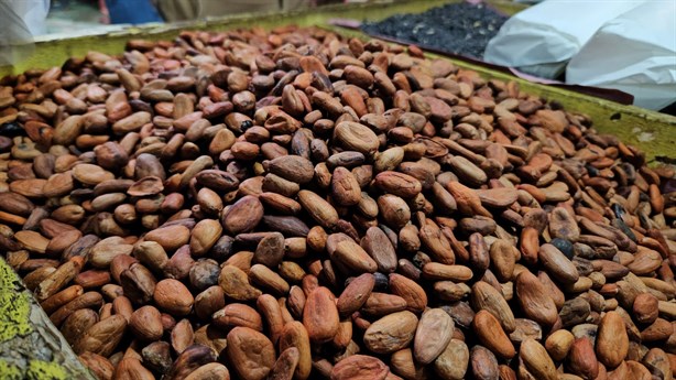 Caro y escaso; cacao en Poza Rica sube de precio previo al Día de Muertos