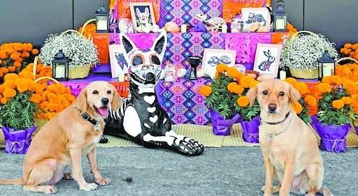 Montarán altar de muertos para mascotas en zoológico de Veracruz