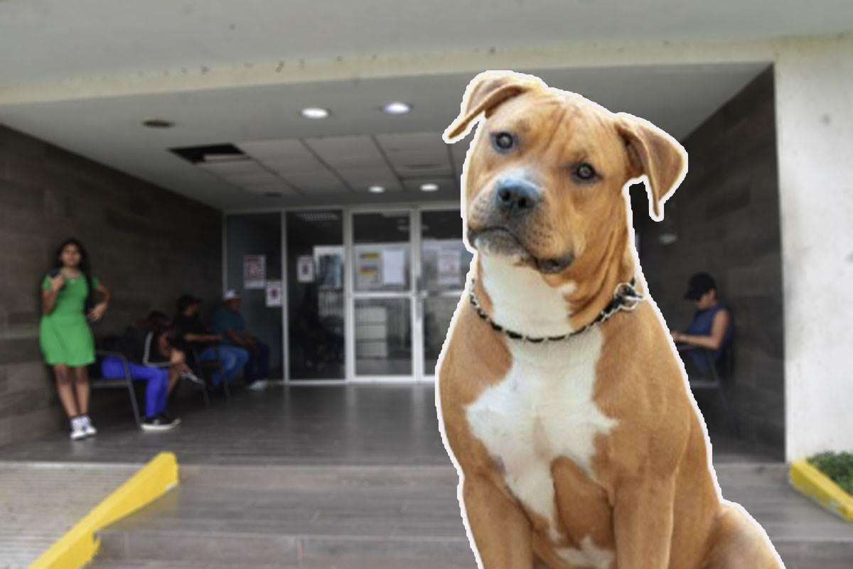 FGE deja libre a hombre que atacó a puñaladas a un pitbull en Coatzacoalcos