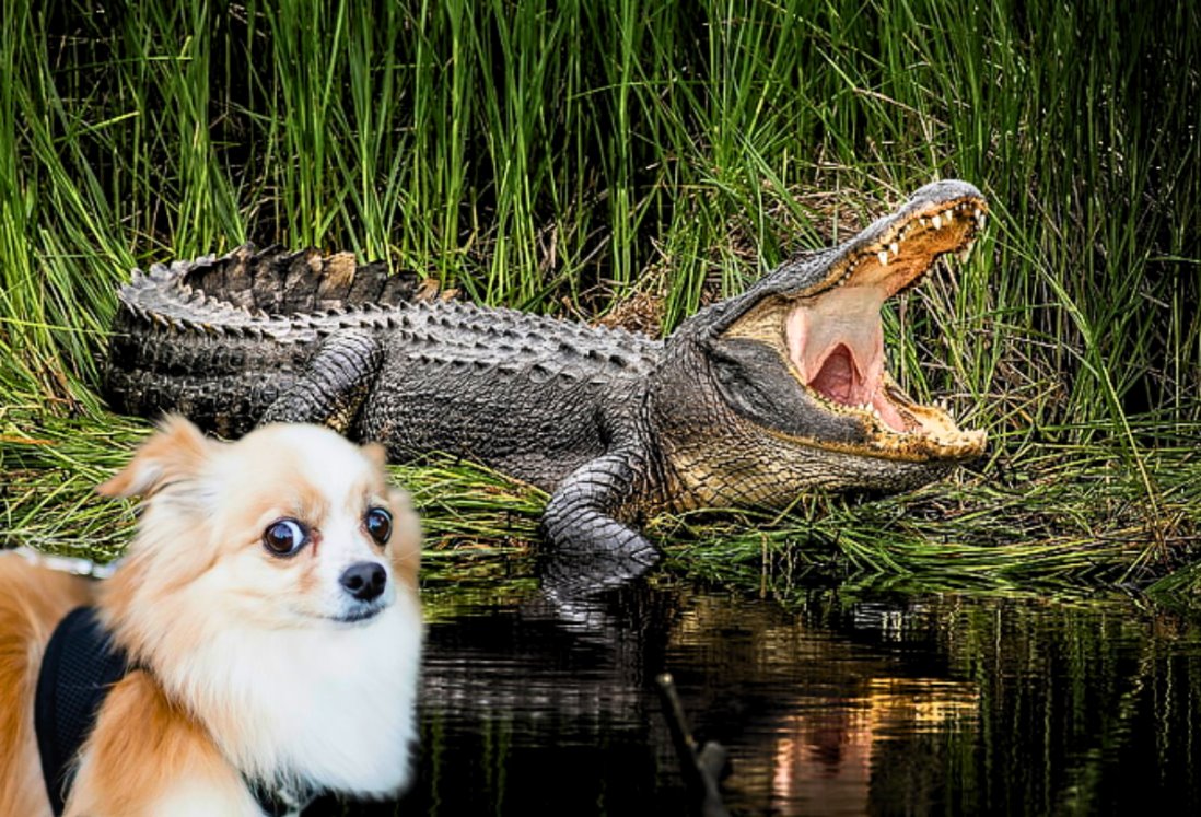 ¿Vives cerca de la laguna? Cómo proteger a tus mascotas de los cocodrilos en Veracruz