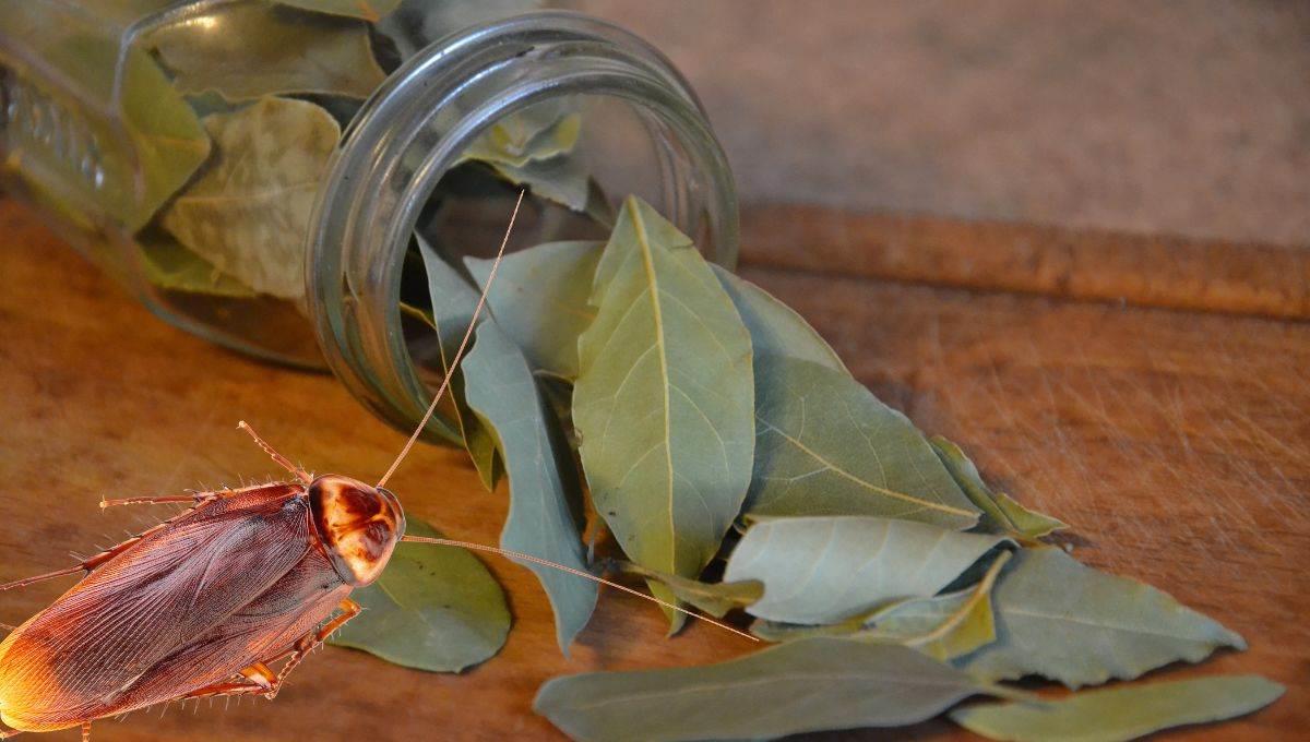 ¿Cucarachas en casa? Con esta planta podrás ahuyentarlas para siempre