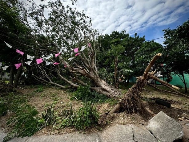 Norte en Veracruz: ¿Cómo saber si un árbol representa un riesgo para mi casa?