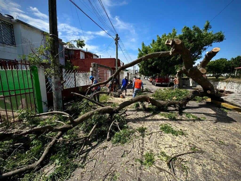 Norte en Veracruz: ¿Cómo saber si un árbol representa un riesgo para mi casa?