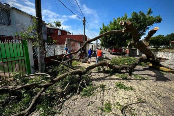 Norte en Veracruz: ¿Cómo saber si un árbol representa un riesgo para mi casa? Norte en Veracruz: ¿Cómo saber si un árbol representa un riesgo para mi casa?