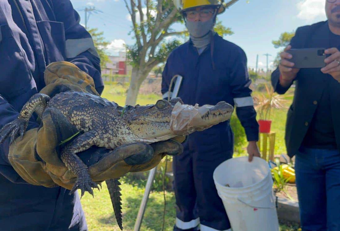 Zoológico de Veracruz resguarda a cocodrilo que se metió a escuela