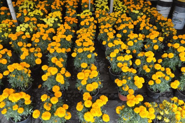 Comerciantes de Veracruz esperan que mal tiempo no afecte la venta de flores en Día de Muertos