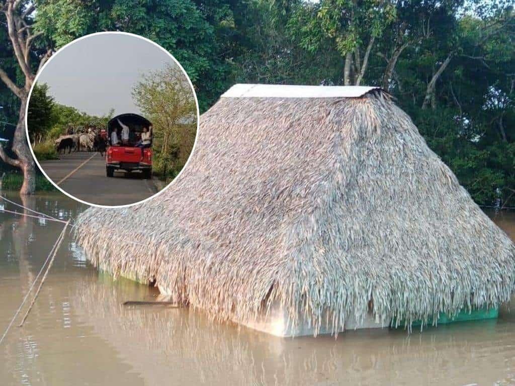 Ganaderos sacan ganado a terrenos altos por inundación en Minatitlán; familias han perdido pertenencias