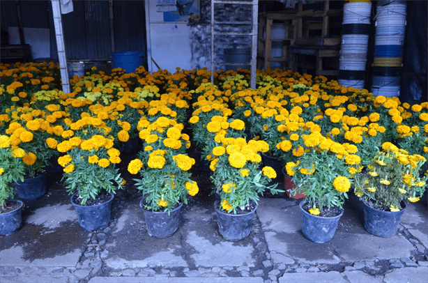 Comerciantes de Veracruz esperan que mal tiempo no afecte la venta de flores en Día de Muertos