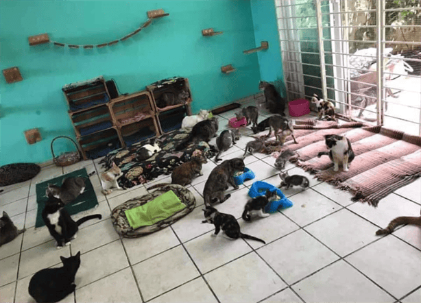 Organizan Michilotería: evento benéfico en apoyo a refugio gatuno La Guarde en Veracruz