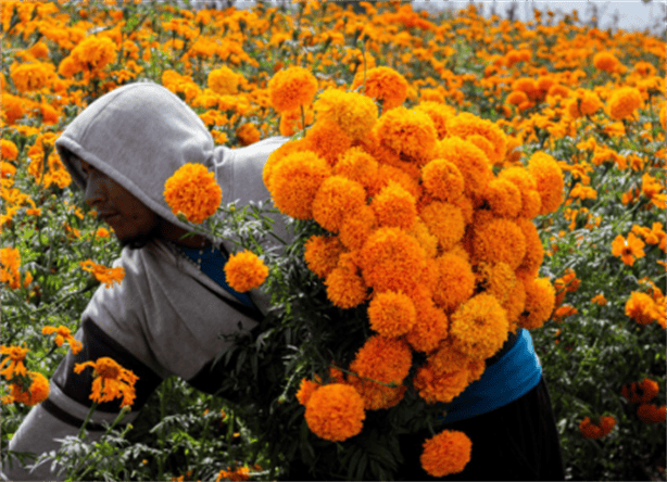 ¿Lo sabías? Estos Son los efectos medicinales de la flor de cempasúchil