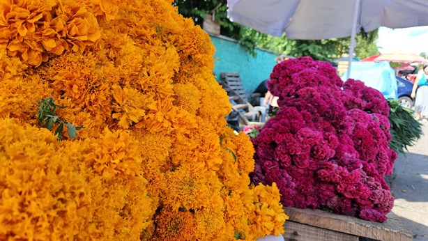 ¡¿Cuánto?! Flores para el Día de Muertos presentan costo elevado en Poza Rica