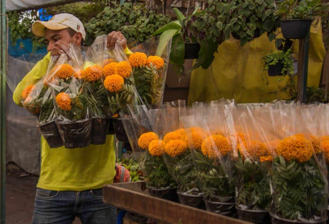 ¿Cuántas especies de flor de cempasúchil existen?