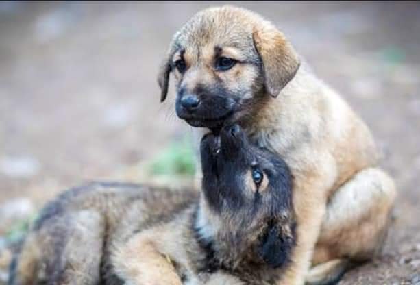 Alertan por robo de mascotas en Día de Muertos; activistas piden precaución