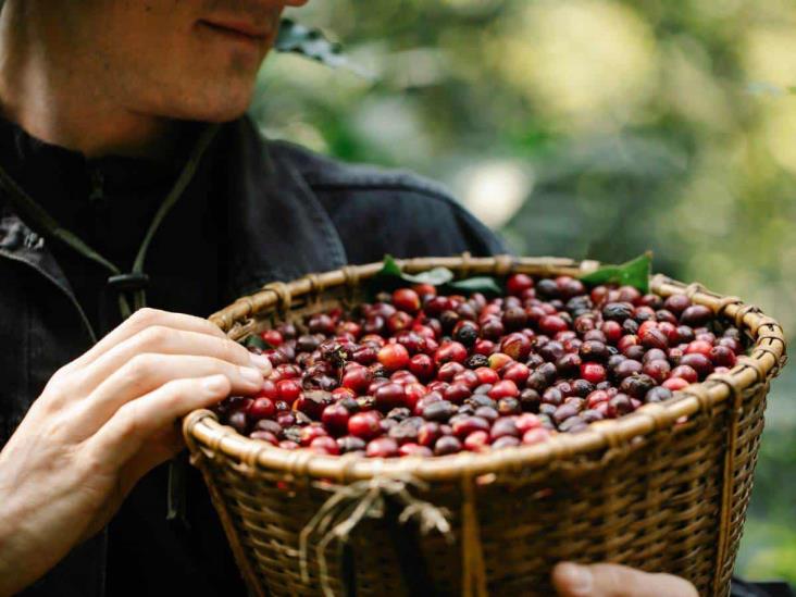 Pese a retraso, confían cafetaleros de Veracruz que cosecha sea buena y bien pagada