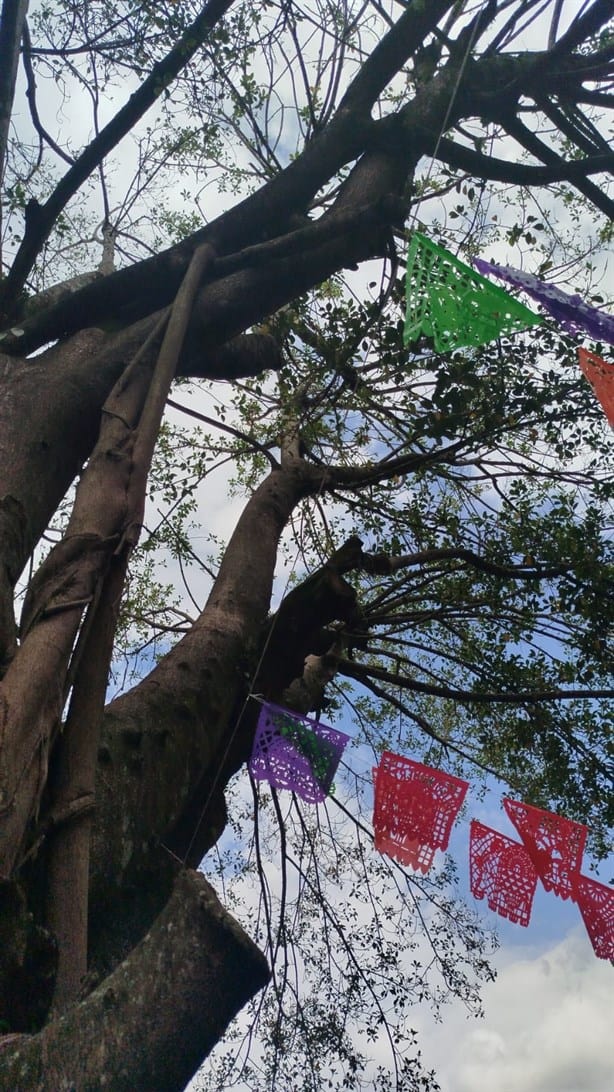 Peligran árboles en parque de Coatepec por podas mal hechas