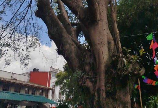 Peligran árboles en parque de Coatepec por podas mal hechas