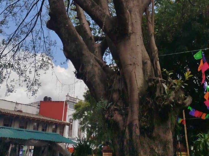 Peligran árboles en parque de Coatepec por podas mal hechas