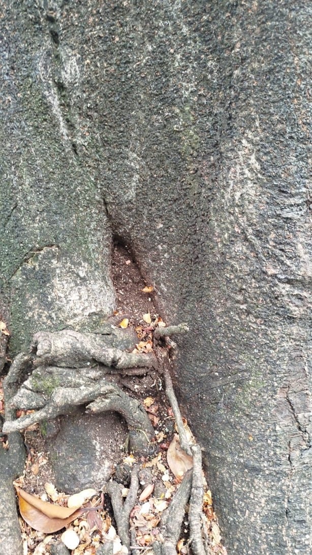 Peligran árboles en parque de Coatepec por podas mal hechas