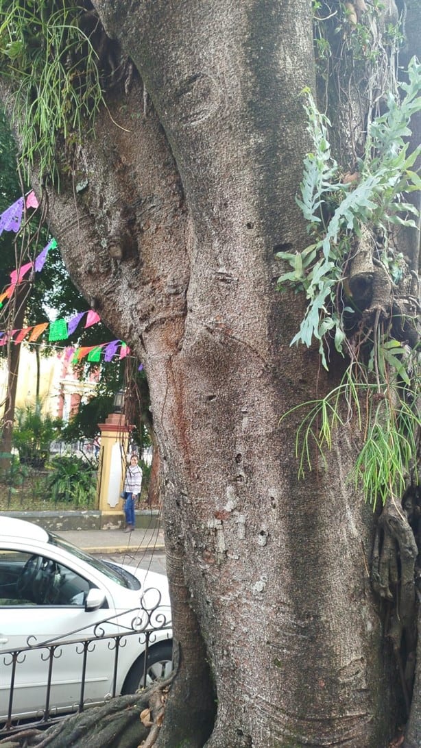 Peligran árboles en parque de Coatepec por podas mal hechas