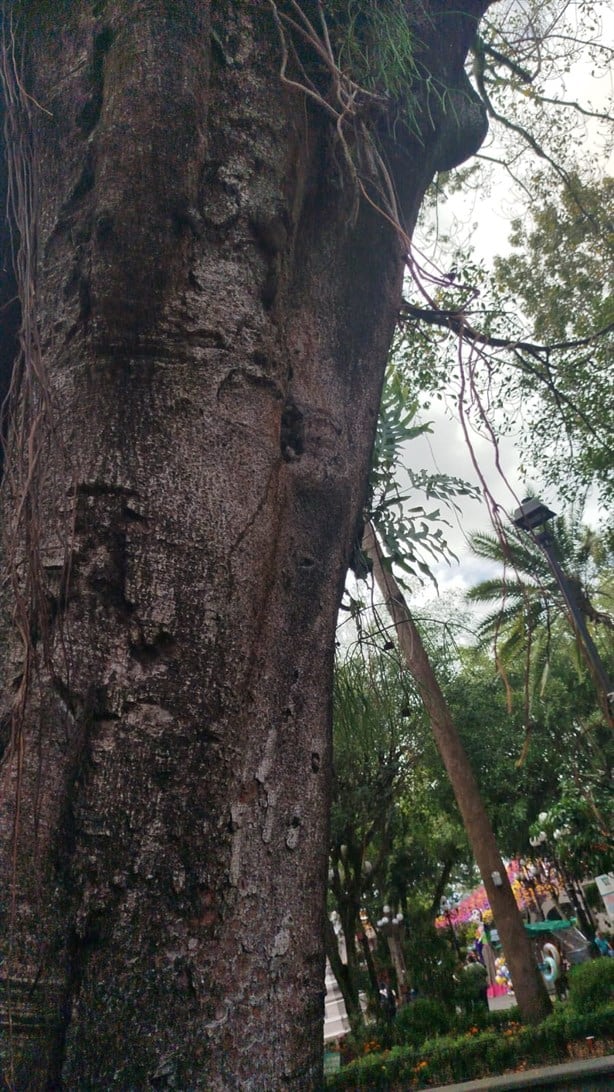 Peligran árboles en parque de Coatepec por podas mal hechas