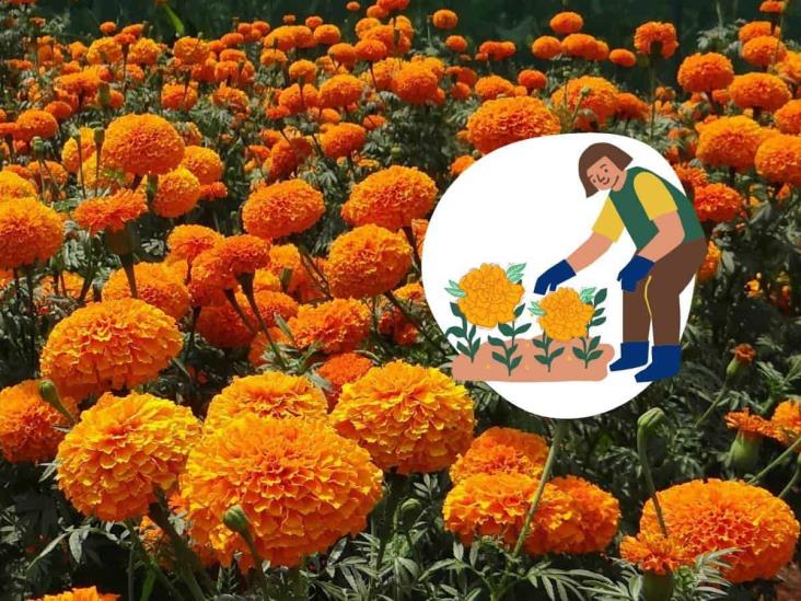 Día de Muertos: ¿Cómo cuidar las flores de cempasúchil?