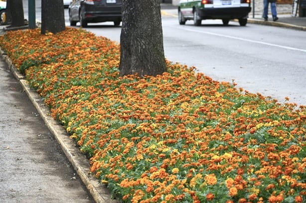 Día de Muertos: ¿Cómo cuidar las flores de cempasúchil?