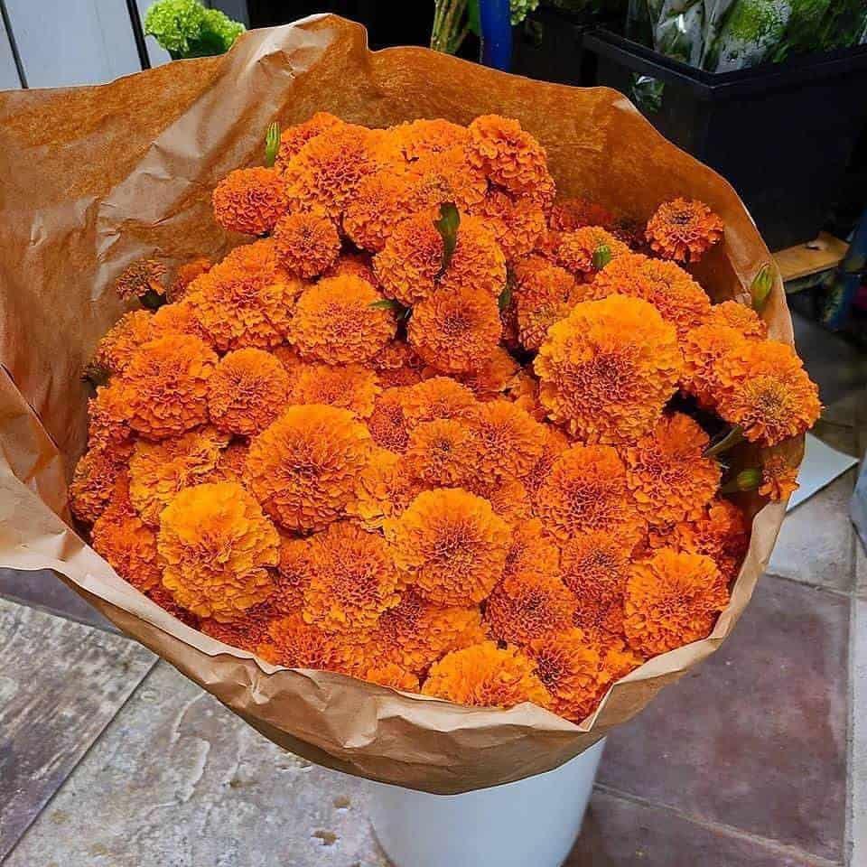 Previo al Día de Muertos este es el precio de la flor de cempasúchil en Veracruz