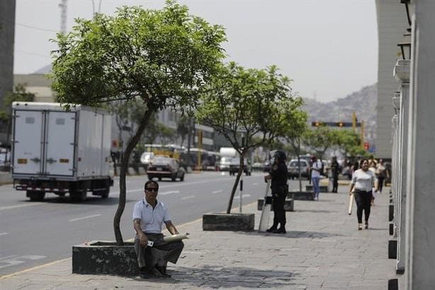 ¿En Veracruz multan por sembrar árboles en la banqueta? Esto sabemos