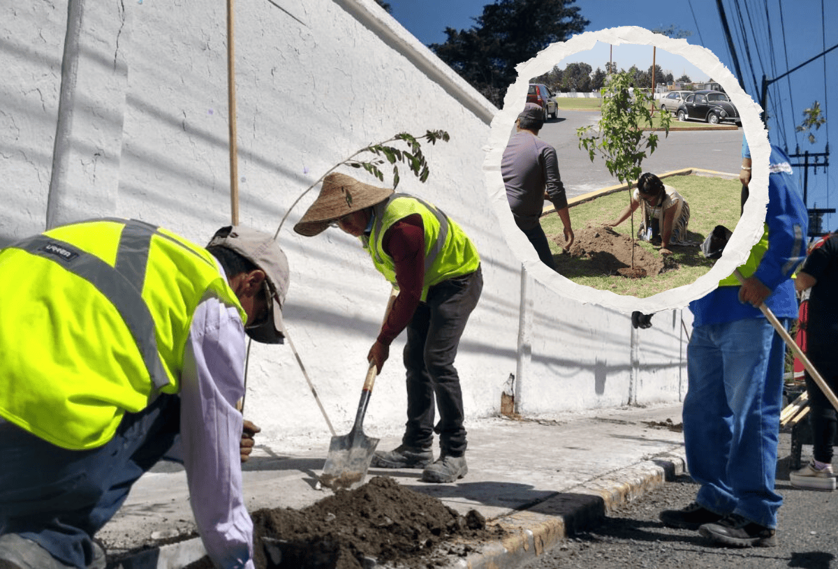 ¿En Veracruz multan por sembrar árboles en la banqueta? Esto sabemos