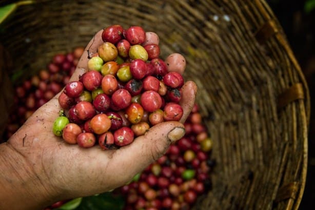 NESCAFÉ® honra la labor de cafeticultores y promueve el desarrollo del campo mexicano