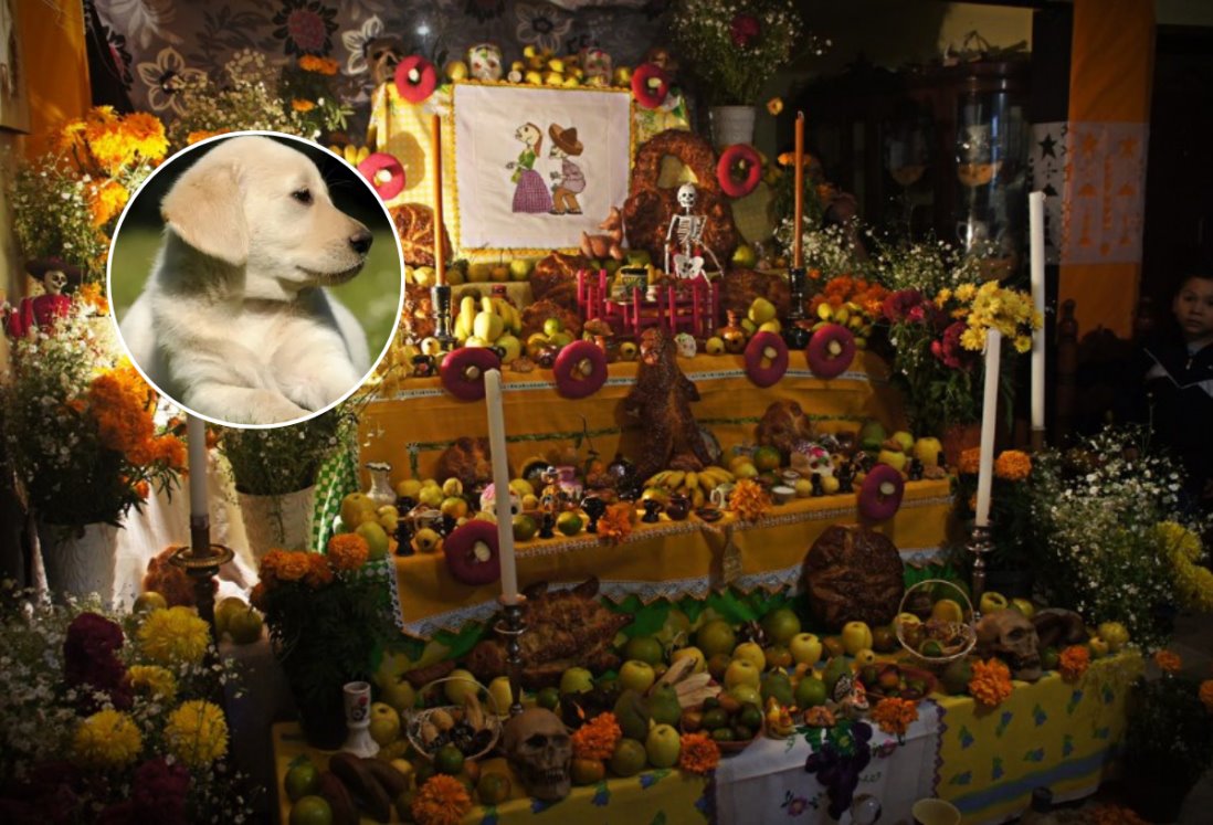 ¿Pueden los mexicanos poner fotos de mascotas en el altar de muertos?