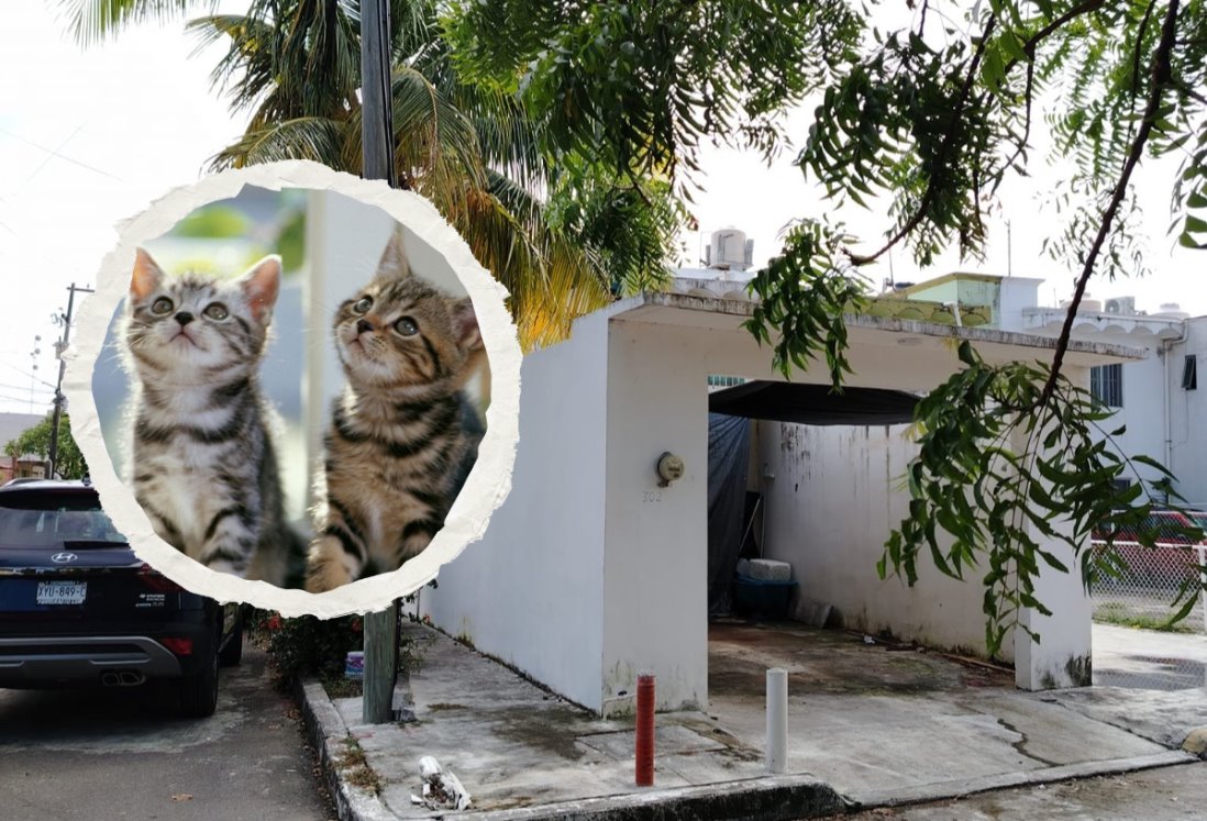 Gatitos casi provocan una tragedia al derribar veladores del altar de muertos en Veracruz