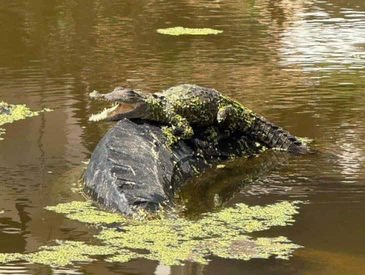 Inesperada visita en panteón de Acayucan, avistan un lagarto | VIDEO