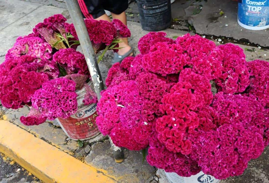 Vendedores de flores en Veracruz prevén un repunte del 90% por celebración de Día de Muertos