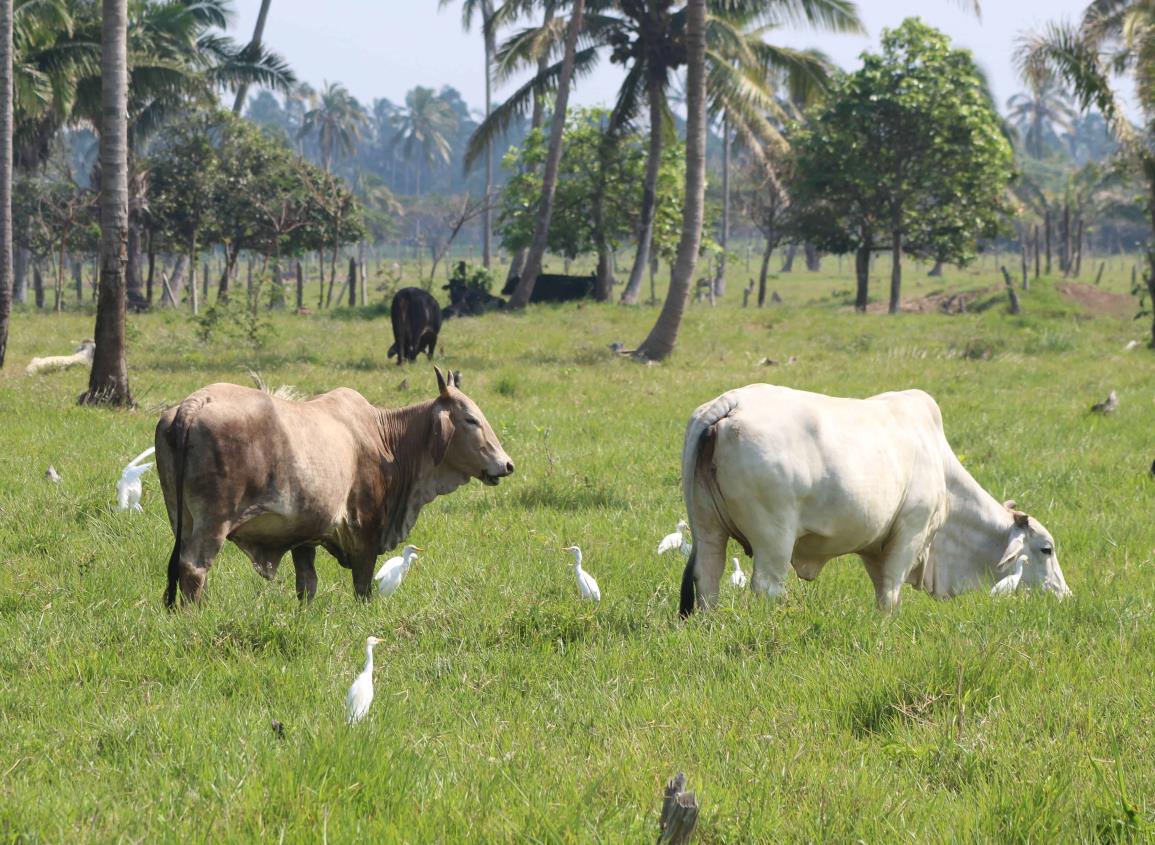 Alertan a ganaderos de Las Choapas por resurgimiento de gusano barrenador