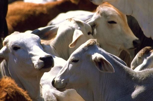 En estados dos estados de México se busca erradicar la tuberculosis bovina