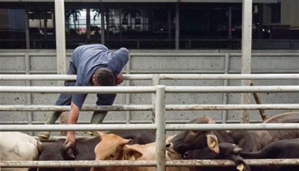 En estados dos estados de México se busca erradicar la tuberculosis bovina