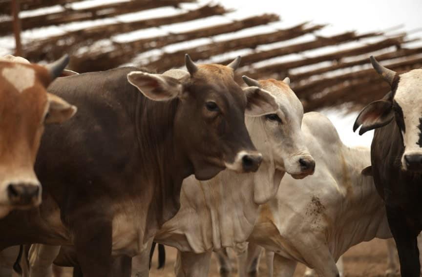 En estados dos estados de México se busca erradicar la tuberculosis bovina