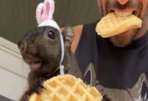 Peanut la ardilla que conquistó el internet y fue sacrificada sin razón por el gobierno en EU| VIDEO