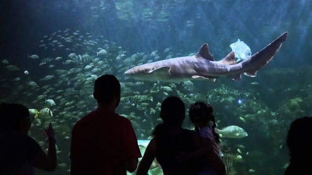 ¿Cuáles han sido los animales más famosos en la historia del Aquarium de Veracruz?