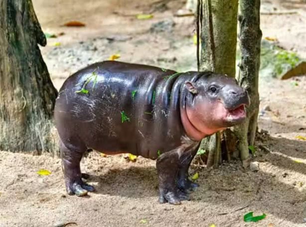 Moo Deng la hipopótamo más tierna de internet predice triunfo de Donald Trump| VIDEO