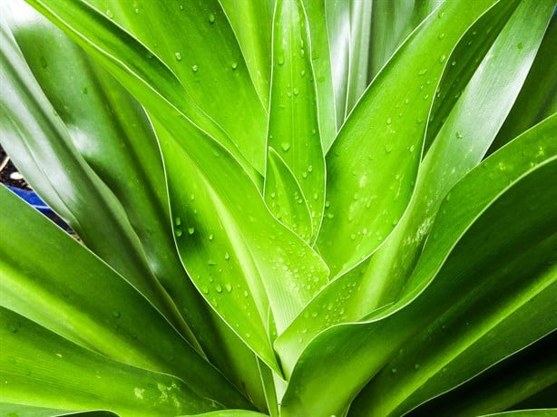 5 remedios naturales para proteger tu piel de las bajas temperaturas, según la IA