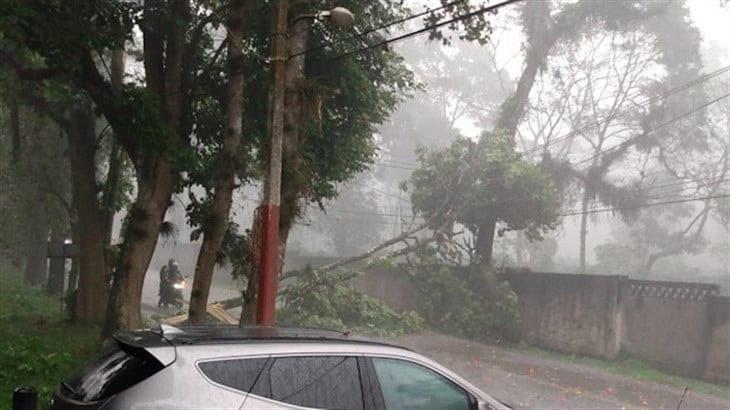 Ramas caídas bloquean y colapsan la carretera Xalapa-Coatepec