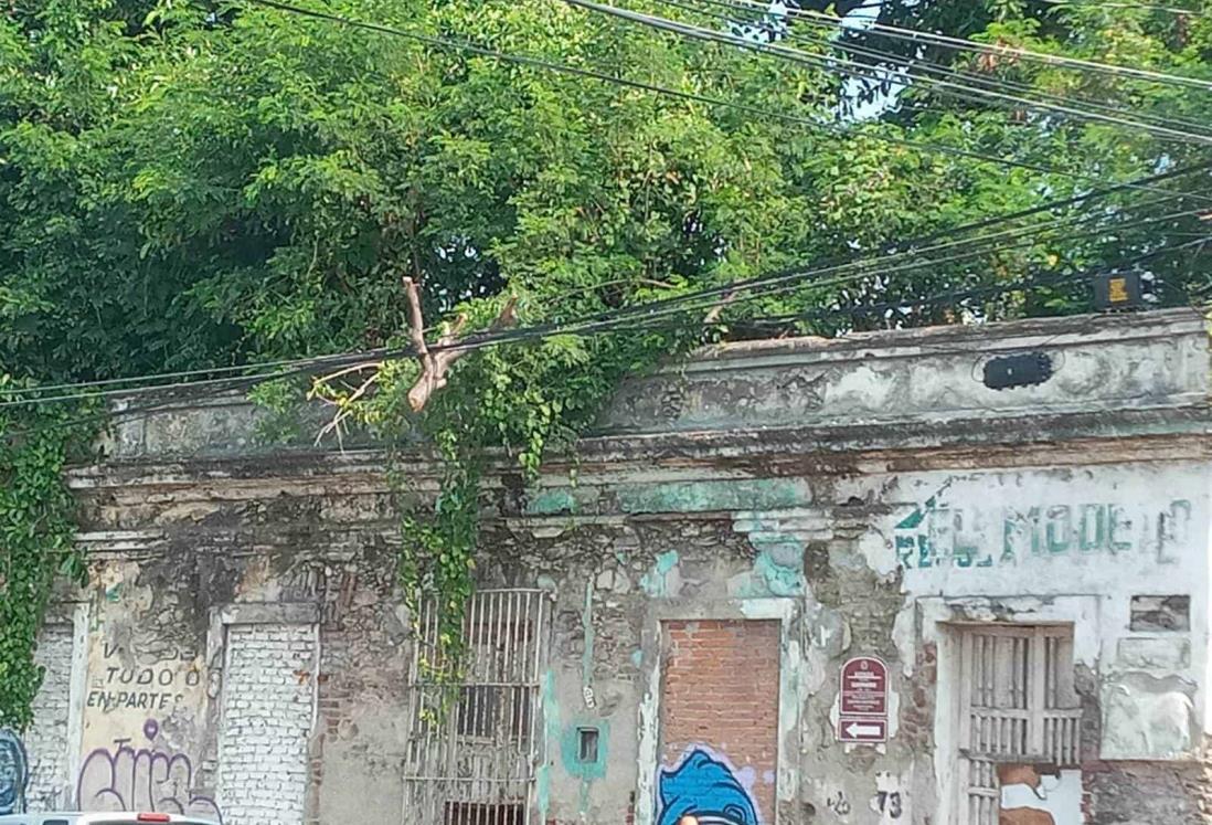 Advierten de pedazo de árbol suspendido en cables de luz en la colonia Centro