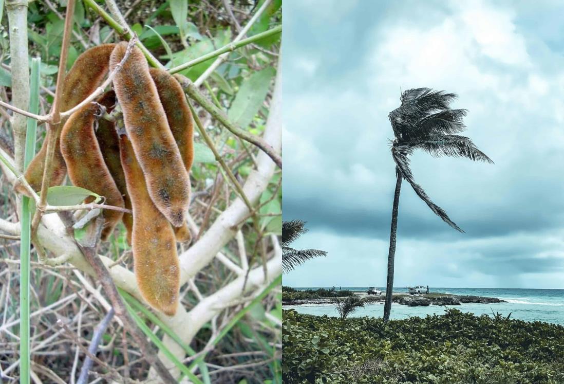 Pica pica, el dolor de cabeza de los jarochos en temporada de norte