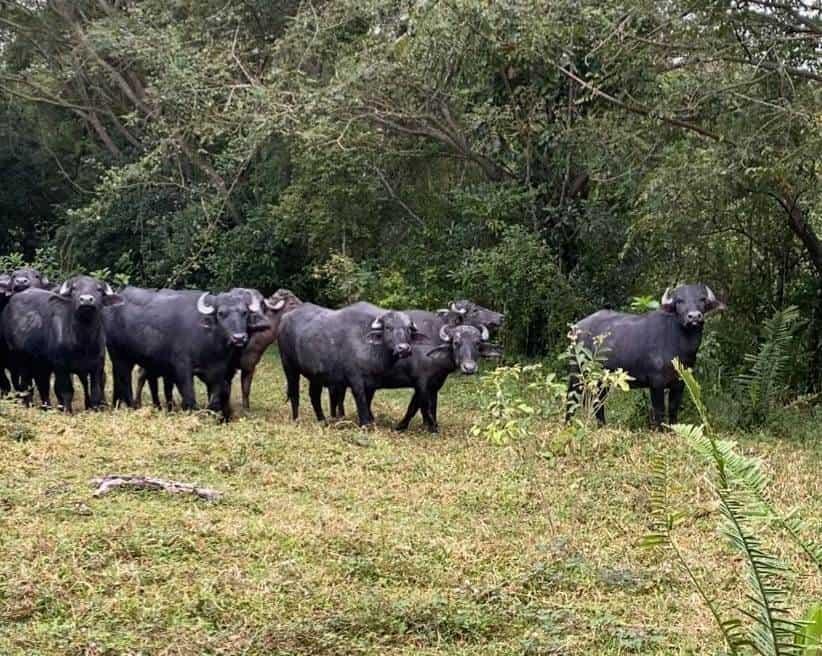 Ganaderos del sur de Veracruz: los primeros en reportar perdidas por inundaciones