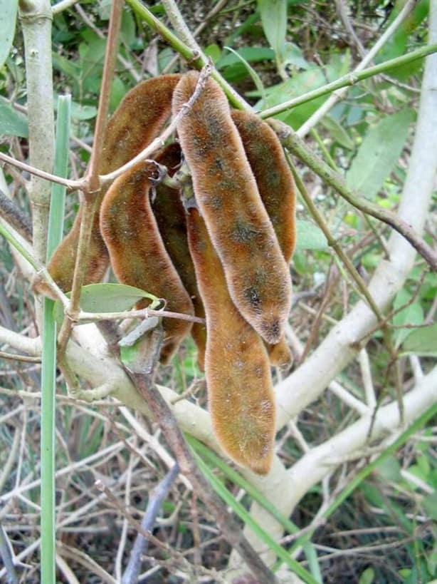 Pica pica, el dolor de cabeza de los jarochos en temporada de norte