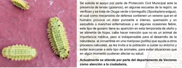 Sector salud y Protección Civil en alerta por plaga de larvas en la zona norte de Veracruz